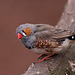20110416 0921RAw [D~LIP] Zebrafink (Taeniopygia guttata), Detmold