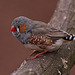 20110416 0922RAw [D~LIP] Zebrafink (Taeniopygia guttata), Detmold