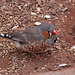 20110416 0923RAw [D~LIP] Zebrafink (Taeniopygia guttata), Detmold