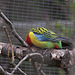 20110416 0929RAw [D~LIP] Rosellasiittich