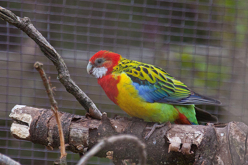 20110416 0932RAw [D~LIP] Rosellasittich