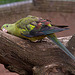 20110416 0933RAw [D~LIP] Sittich, Detmold