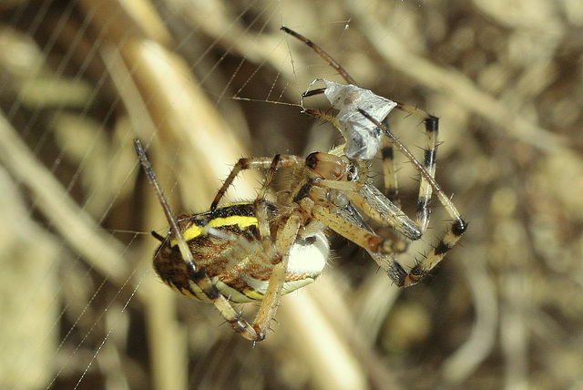 Argiope son mauvais côté