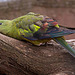 20110416 0934RAw[D~LIP]  Sittich, Detmold