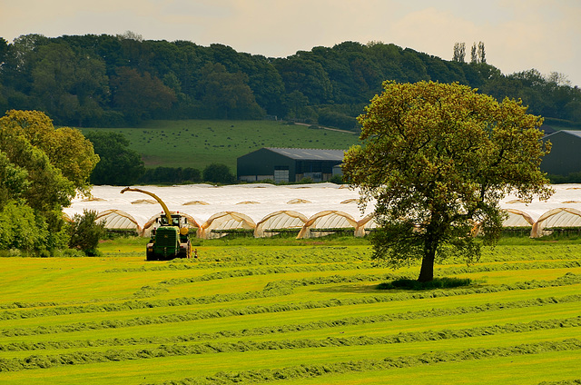 Haughton, Staffordshire