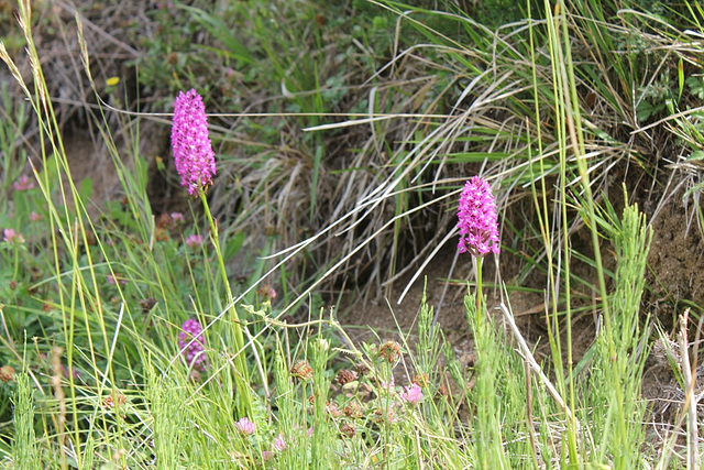 Anacampsis pyramidalis