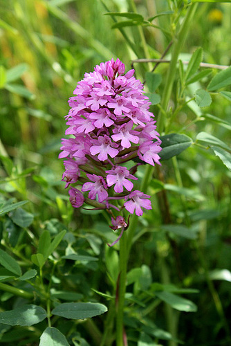 Anacampsis pyramidalis