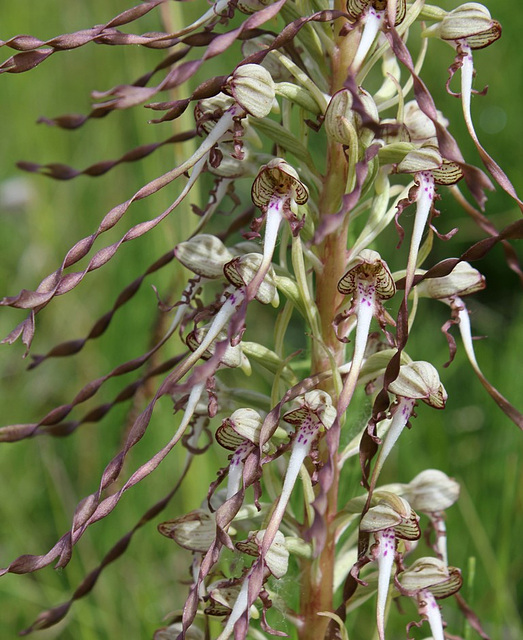 Himantoglossum hircinum