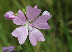 Mauve alcée- Malva alcea