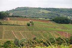 Terre de vignes