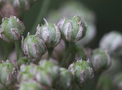 fruits d'ail carambole