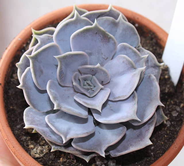 Echeveria lilacina