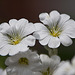 20110515 2383RAw [D~LIP] Einblütiges Hornkraut (Cerastium uniflorum), Bad Salzuflen