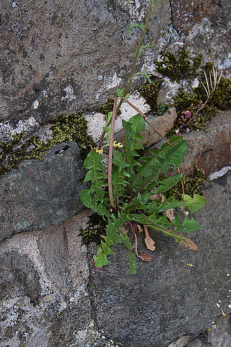 20110515 2378RAw [D~LIP] Löwenzahn, Stadtmauer, Bad Salzuflen