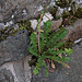 20110515 2378RAw [D~LIP] Löwenzahn, Stadtmauer, Bad Salzuflen