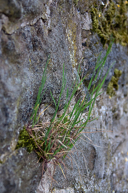 20110515 2377RAw [D~LIP] Gras, Stadtmauer, Bad Salzuflen