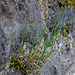 20110515 2377RAw [D~LIP] Gras, Stadtmauer, Bad Salzuflen