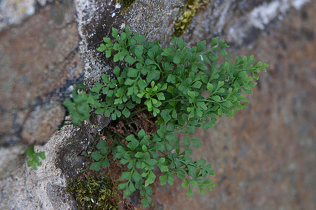 20110515 2373RAw [D~LIP] Mauerraute (Asplenium ruta-muraria) [Mauer-Streifenfarn], Stadtmauer, Bad Salzuflen