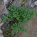 20110515 2373RAw [D~LIP] Mauerraute (Asplenium ruta-muraria) [Mauer-Streifenfarn], Stadtmauer, Bad Salzuflen