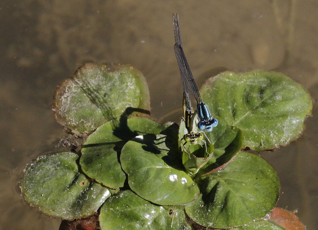 Couple d'agrion