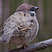 20110416 0935RAw [D~LIP] Feldsperling