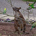 20110416 0937RAw [D~LIP] Bennet Känguru (Macropus (N.) rufogriseus) [Bennet Wallaby], Wellensittich (Melopsittacus undulatus), Detmold