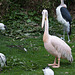 20110416 0939RAw [D~LIP] Heiliger Ibis, Marabu, Rosapelikan, Vogelpark, Detmold-Heiligenkirchen