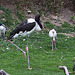 20110416 0940RAw [D~LIP] Sattelstorch, Löffler, Heiliger Ibis