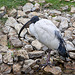 20110416 0942RAw [D~LIP] Heiliger Ibis