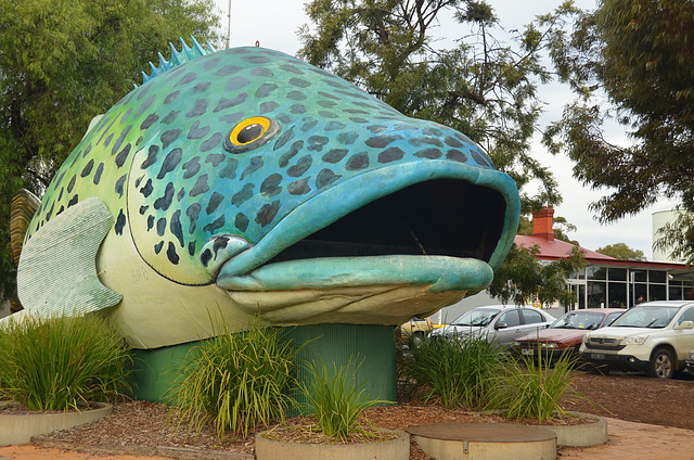 Australia.Giant Murray Cod