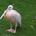 20110416 0946RAw [D~LIP] Heiliger Ibis, Nimmersatt, Rosapelikan, Vogelpark, Detmold-Heiligenkirchen