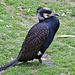 20110416 0947RAw [D~LIP] Korrmoran