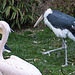 20110416 0951RAw [D~LIP] Marabu, Heiliger Ibis, Rosapelikan, Vogelpark, Detmold-Heiligenkirchen