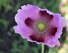 Mohn