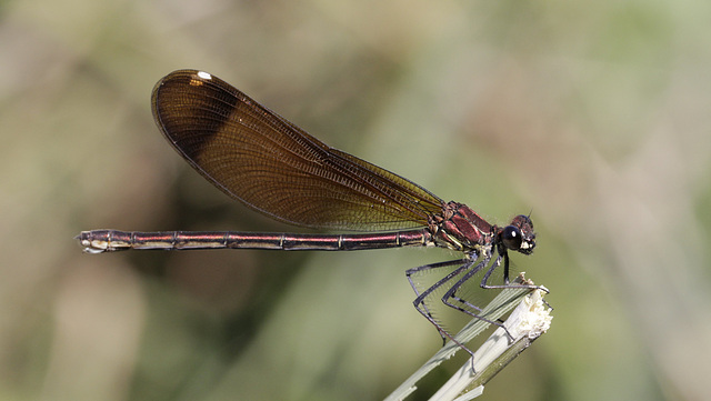 Calopteryx