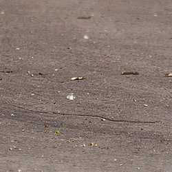 20110515 2347RAw [D~LIP] Heckenbraunelle, Bachstelze (Motacilla alba), UWZ, Bad Salzuflen