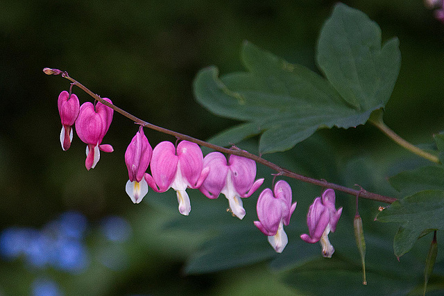 20110515 2342RAw [D~LIP] Tränendes Herz (Lamprocapnos spectabilis), UWZ, Bad Salzuflen