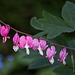 20110515 2342RAw [D~LIP] Tränendes Herz (Lamprocapnos spectabilis), UWZ, Bad Salzuflen