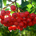 Vogelbeeren am Morgen