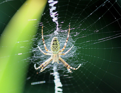 Jeune Argiope