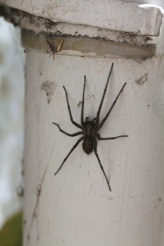 Tegenaria gigantea in-situ