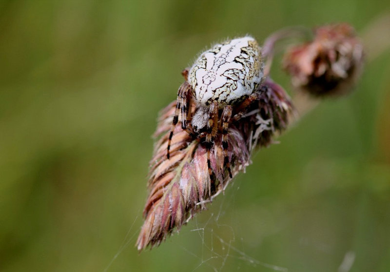 Aculepeira ceropagia