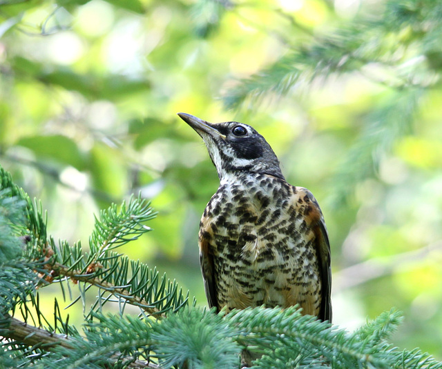 Merle d'Amérique ( immature )