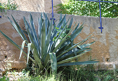 Agavacée...Beschorneria ? Furcraea ? Agave?