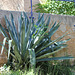 Agavacée...Beschorneria ? Furcraea ? Agave?