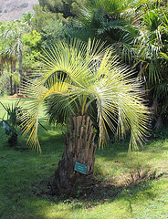 Butia Yatay