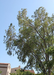 Eucalyptus