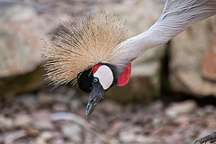 20110416 0970RAw [D~LIP]Kronenkranich