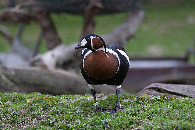 20110416 0974RAw [D~LIP] Rothalsgans (Branta ruficollis)