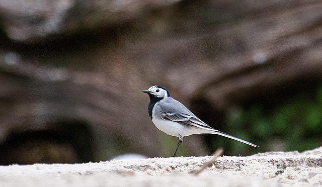 20110416 0976RAw [D~LIP] Bachstelze (Motacilla alba), Detmold